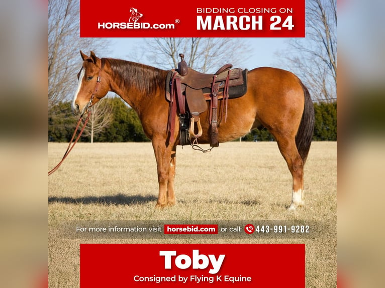 American Quarter Horse Castrone 6 Anni 152 cm Sauro ciliegia in Westminster, MD