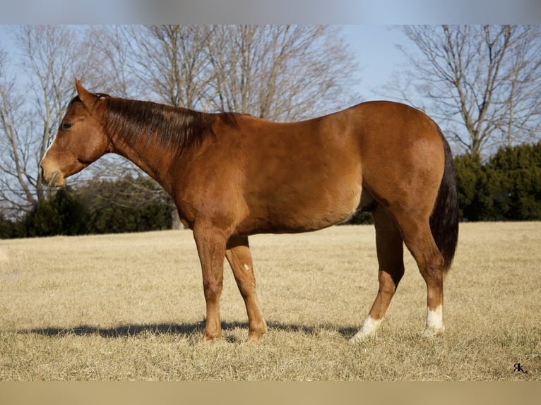 American Quarter Horse Castrone 6 Anni 152 cm Sauro ciliegia in Westminster, MD