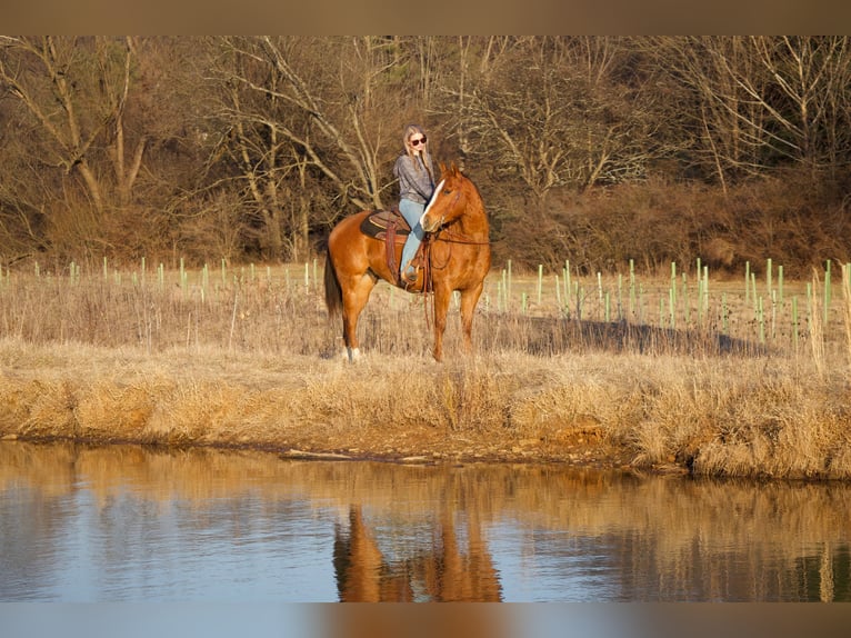 American Quarter Horse Castrone 6 Anni 152 cm Sauro ciliegia in Westminster, MD