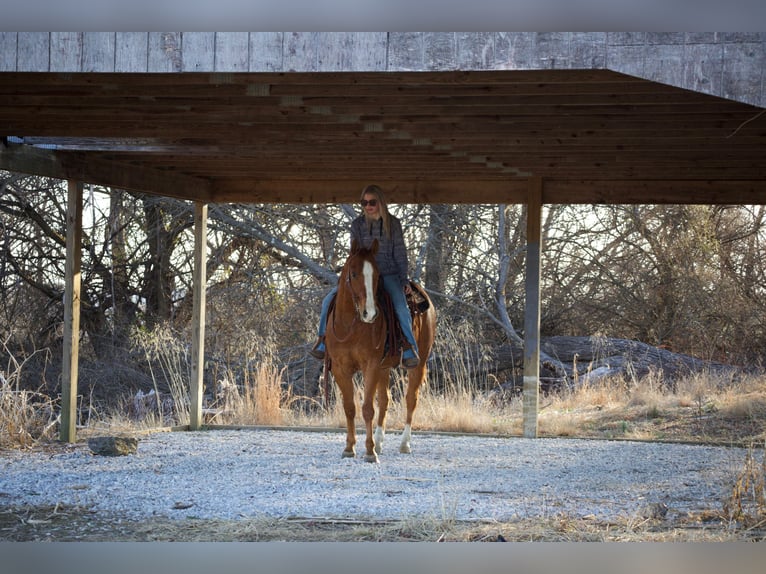 American Quarter Horse Castrone 6 Anni 152 cm Sauro ciliegia in Westminster, MD