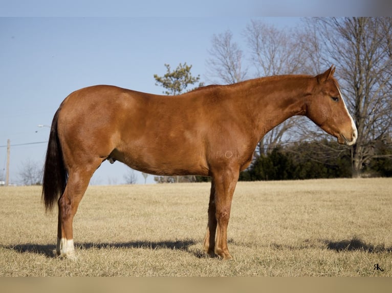 American Quarter Horse Castrone 6 Anni 152 cm Sauro ciliegia in Westminster, MD