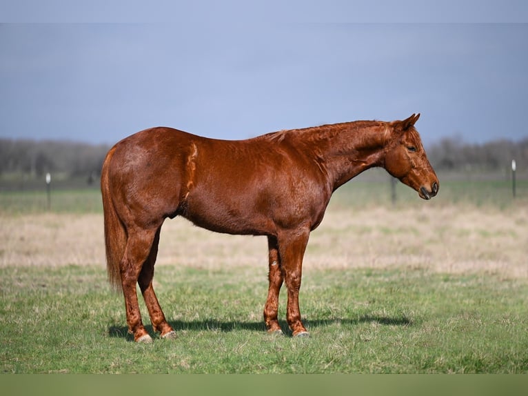 American Quarter Horse Castrone 6 Anni 152 cm Sauro ciliegia in Canyon, TX