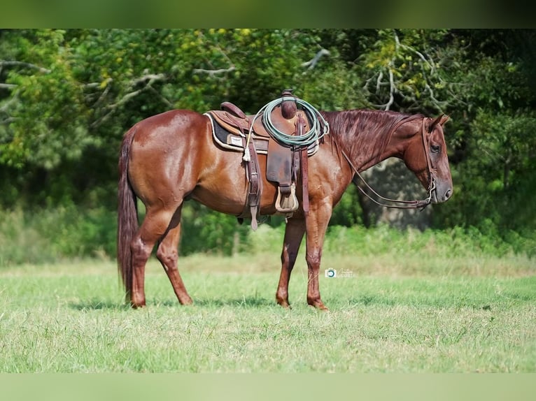 American Quarter Horse Castrone 6 Anni 152 cm Sauro ciliegia in De Kalb, TX