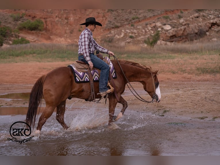 American Quarter Horse Castrone 6 Anni 152 cm Sauro ciliegia in Canyon