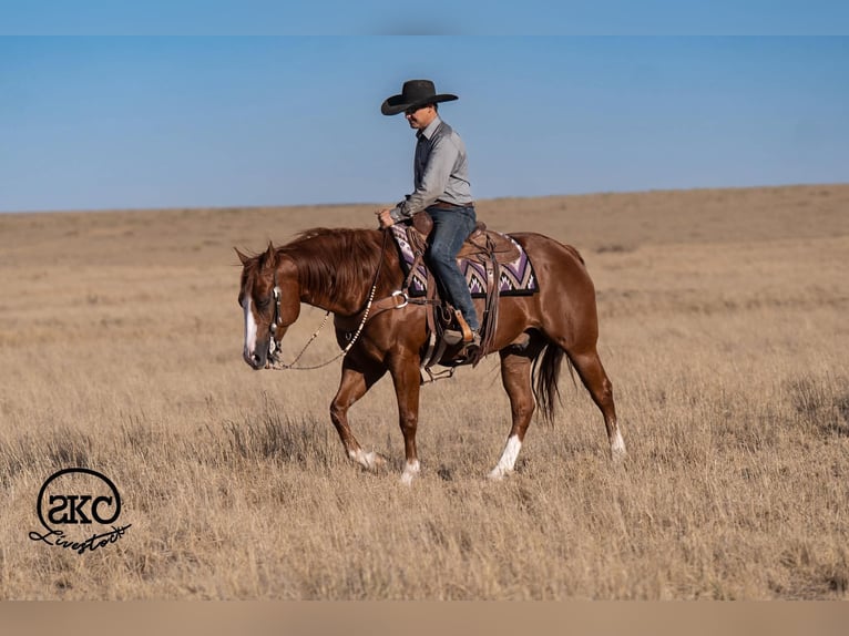 American Quarter Horse Castrone 6 Anni 152 cm Sauro ciliegia in Canyon