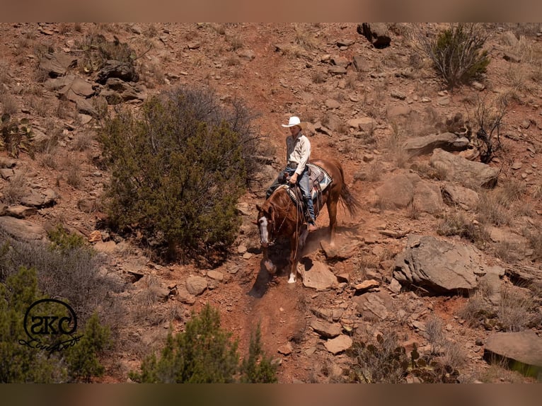 American Quarter Horse Castrone 6 Anni 152 cm Sauro ciliegia in Canyon