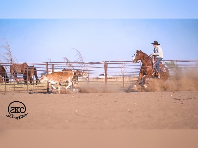 American Quarter Horse Castrone 6 Anni 152 cm Sauro ciliegia in Canyon
