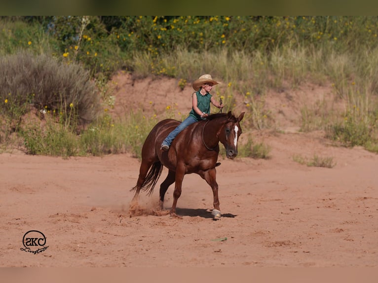American Quarter Horse Castrone 6 Anni 152 cm Sauro ciliegia in Canyon
