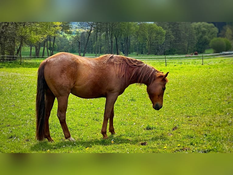 American Quarter Horse Castrone 6 Anni 152 cm Sauro scuro in Mannebach