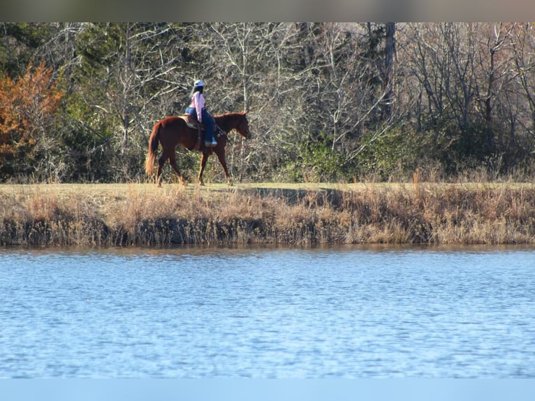 American Quarter Horse Castrone 6 Anni 152 cm Sauro scuro in Canton TX