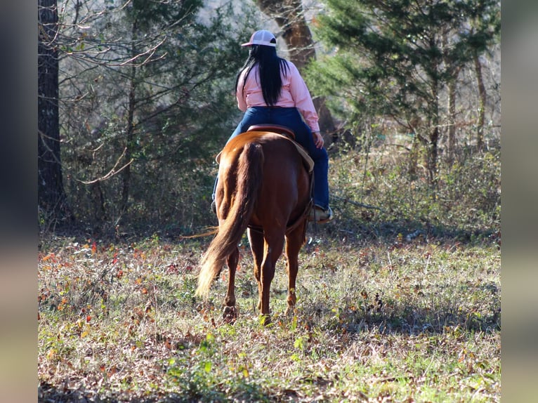 American Quarter Horse Castrone 6 Anni 152 cm Sauro scuro in Canton TX