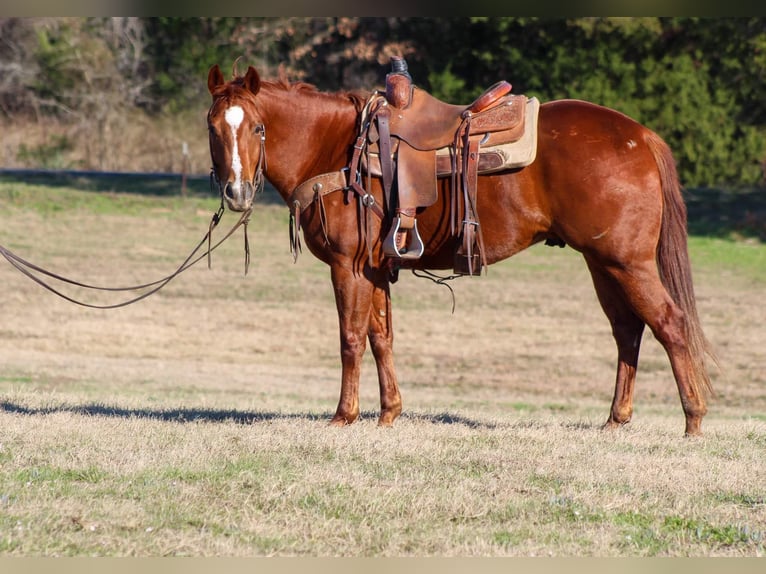 American Quarter Horse Castrone 6 Anni 152 cm Sauro scuro in Canton TX