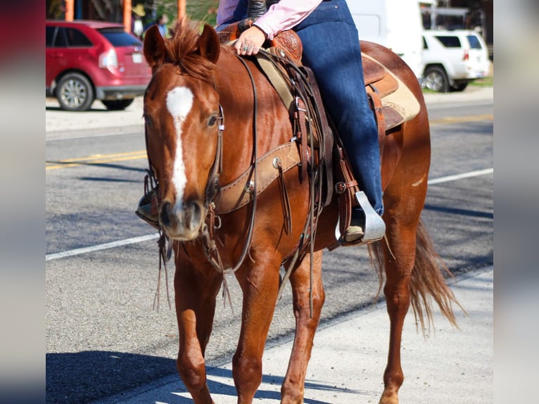 American Quarter Horse Castrone 6 Anni 152 cm Sauro scuro in Canton TX