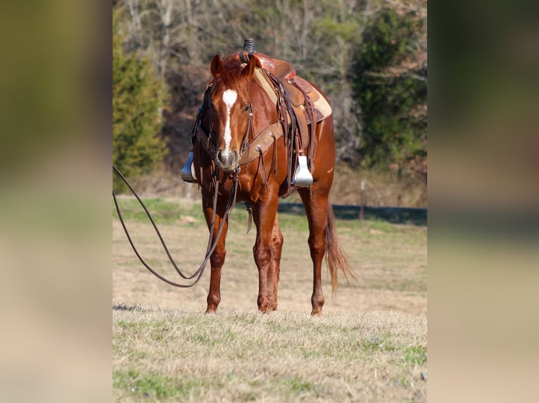 American Quarter Horse Castrone 6 Anni 152 cm Sauro scuro in Canton TX