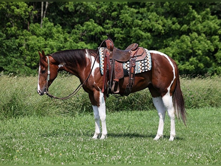 American Quarter Horse Castrone 6 Anni 152 cm Sauro scuro in Level Green KY