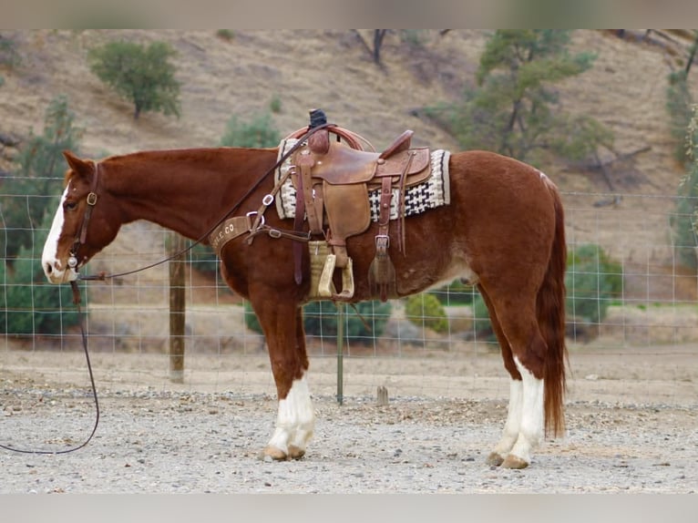 American Quarter Horse Castrone 6 Anni 152 cm Sauro scuro in Paicines CA