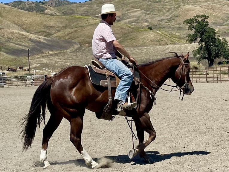 American Quarter Horse Castrone 6 Anni 152 cm Sauro scuro in Paicines CA