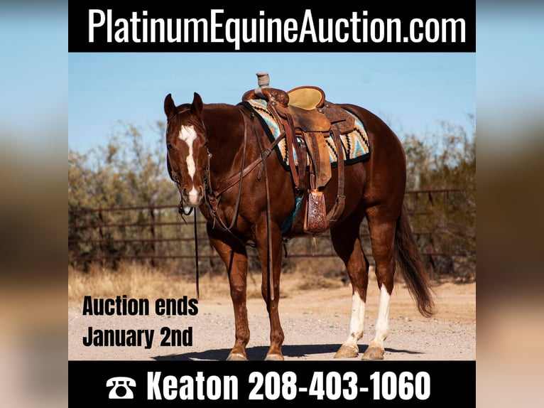 American Quarter Horse Castrone 6 Anni 152 cm Sauro scuro in Wickenburg AZ