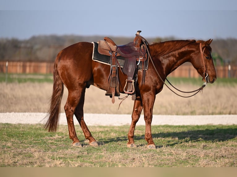 American Quarter Horse Castrone 6 Anni 152 cm Sauro scuro in Kaufman, TX