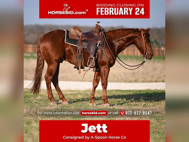 American Quarter Horse Castrone 6 Anni 152 cm Sauro scuro in Kaufman, TX