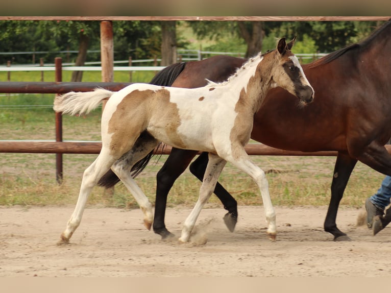American Quarter Horse Mix Castrone 6 Anni 152 cm Tobiano-tutti i colori in Homberg (Efze)