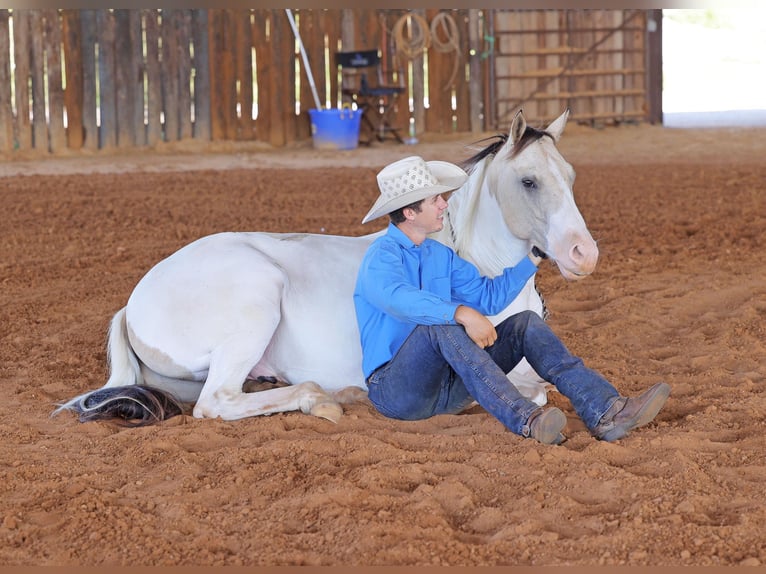 American Quarter Horse Castrone 6 Anni 152 cm Tobiano-tutti i colori in Adair Ok