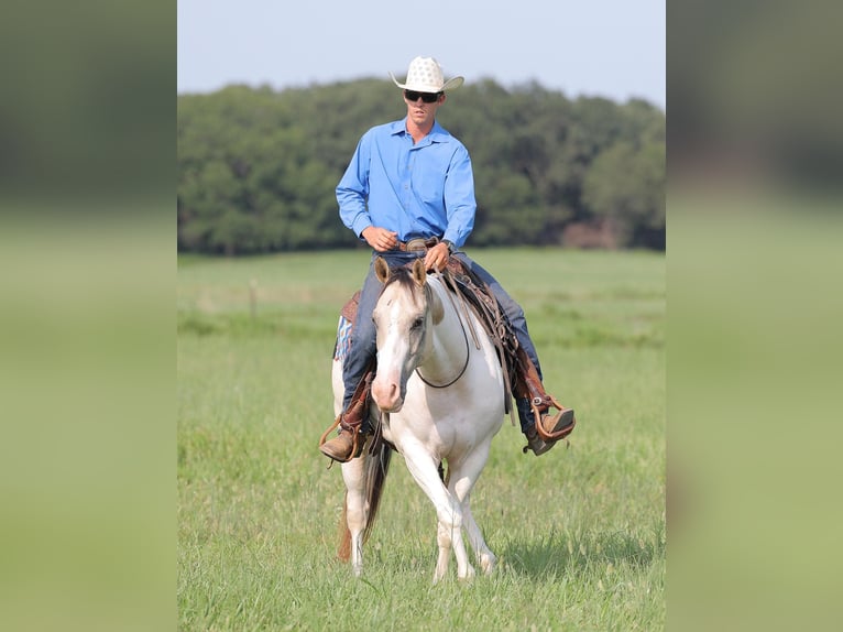 American Quarter Horse Castrone 6 Anni 152 cm Tobiano-tutti i colori in Adair Ok