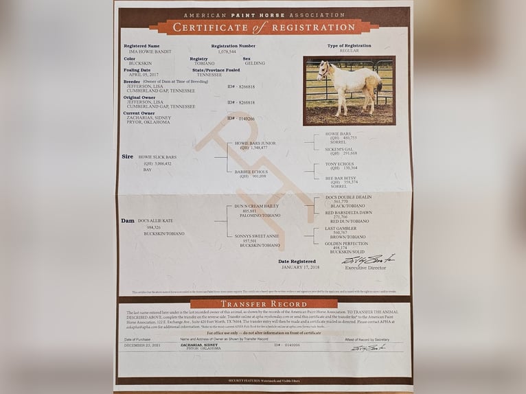 American Quarter Horse Castrone 6 Anni 152 cm Tobiano-tutti i colori in Adair Ok