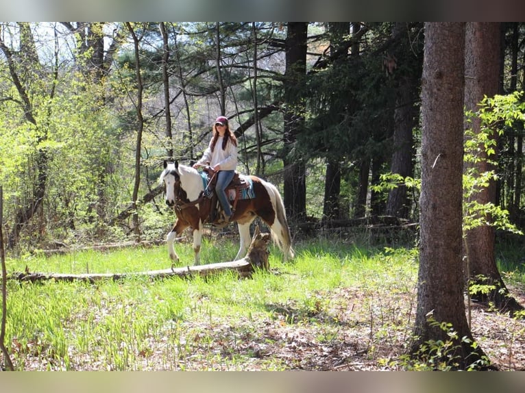 American Quarter Horse Castrone 6 Anni 152 cm Tobiano-tutti i colori in Howell MI