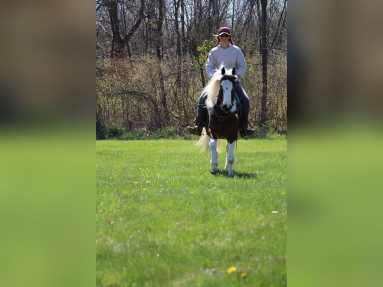 American Quarter Horse Castrone 6 Anni 152 cm Tobiano-tutti i colori in Howell MI