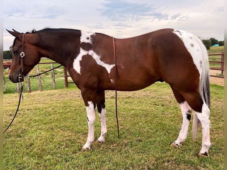 American Quarter Horse Castrone 6 Anni 152 cm Tobiano-tutti i colori in Weatherford TX