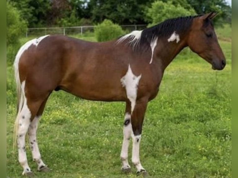 American Quarter Horse Castrone 6 Anni 152 cm Tobiano-tutti i colori in Weatherford TX