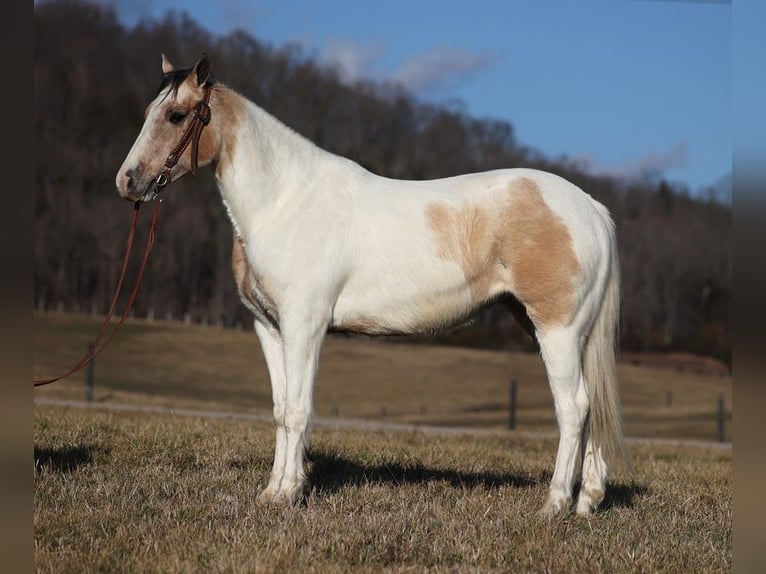 American Quarter Horse Castrone 6 Anni 152 cm Tobiano-tutti i colori in Whitley City Ky