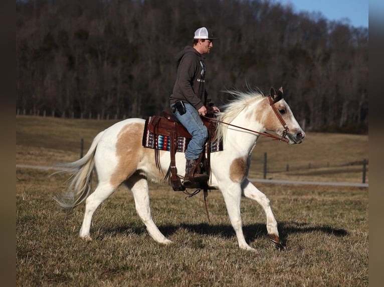 American Quarter Horse Castrone 6 Anni 152 cm Tobiano-tutti i colori in Whitley City Ky