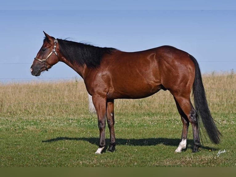 American Quarter Horse Castrone 6 Anni 153 cm Baio ciliegia in Roudnice nad Labem