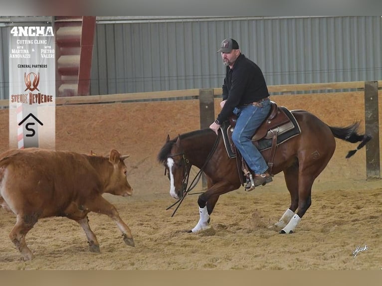 American Quarter Horse Castrone 6 Anni 153 cm Baio ciliegia in Roudnice nad Labem