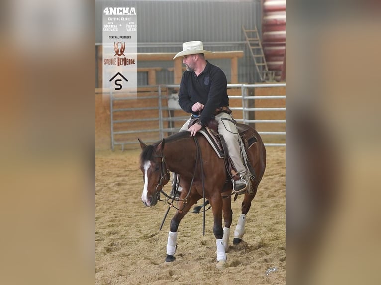 American Quarter Horse Castrone 6 Anni 153 cm Baio ciliegia in Roudnice nad Labem