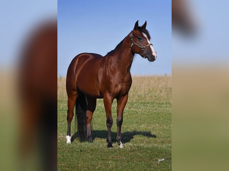 American Quarter Horse Castrone 6 Anni 153 cm Baio ciliegia in Roudnice nad Labem