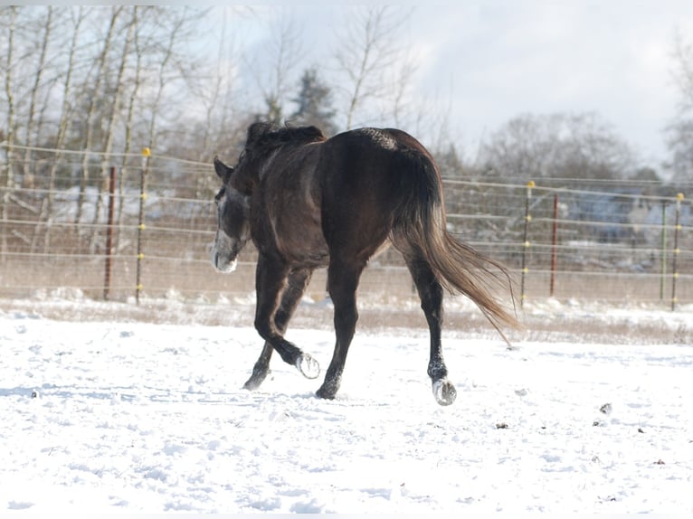 American Quarter Horse Castrone 6 Anni 154 cm Grigio ferro in Finsterwalde