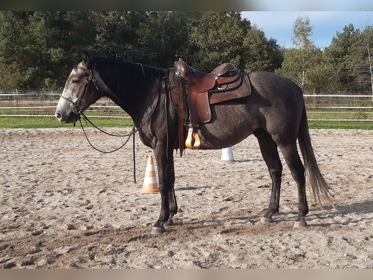 American Quarter Horse Castrone 6 Anni 154 cm Grigio ferro in Finsterwalde