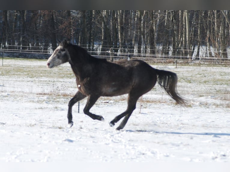 American Quarter Horse Castrone 6 Anni 154 cm Grigio ferro in Finsterwalde