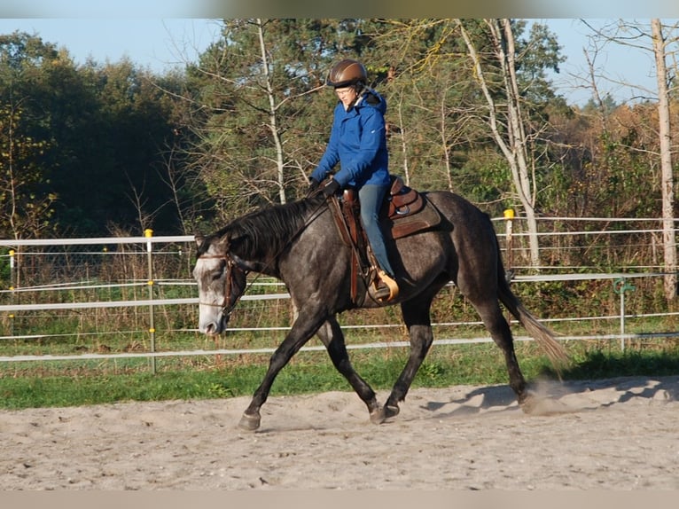 American Quarter Horse Castrone 6 Anni 154 cm Grigio ferro in Finsterwalde