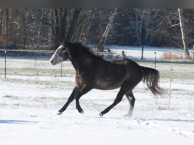 American Quarter Horse Castrone 6 Anni 154 cm Grigio ferro in Finsterwalde