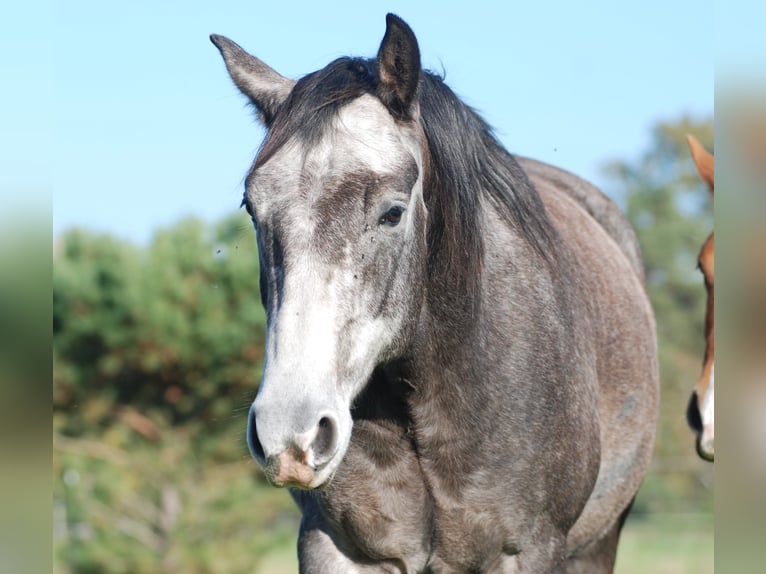 American Quarter Horse Castrone 6 Anni 154 cm Grigio ferro in Finsterwalde