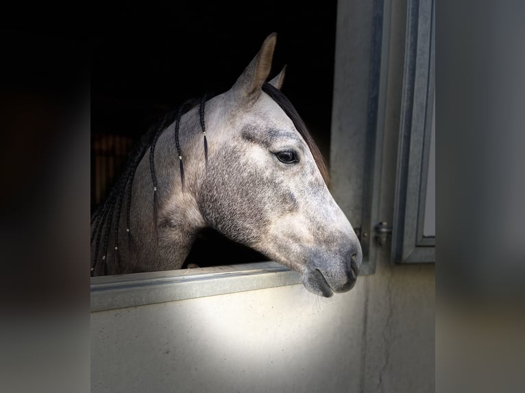 American Quarter Horse Castrone 6 Anni 154 cm Leardo in Oberwil BL