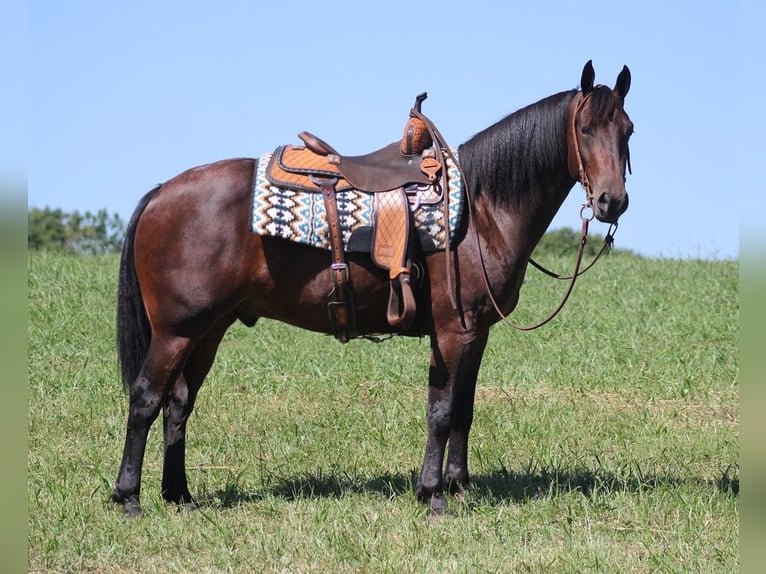 American Quarter Horse Castrone 6 Anni 155 cm Baio ciliegia in Jamestown KY