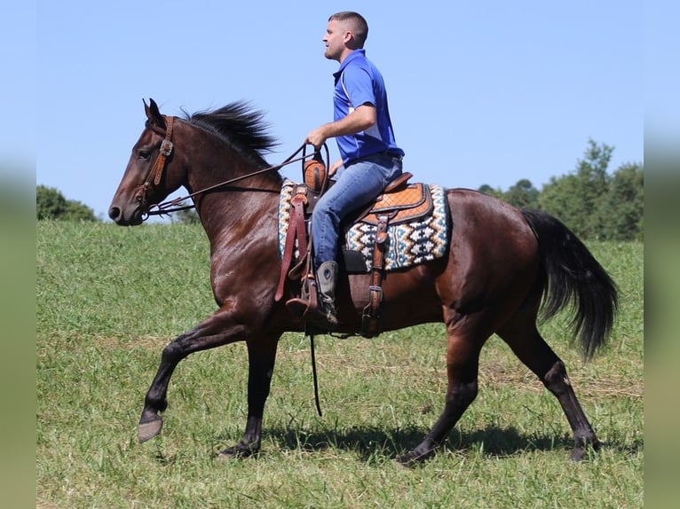 American Quarter Horse Castrone 6 Anni 155 cm Baio ciliegia in Jamestown KY