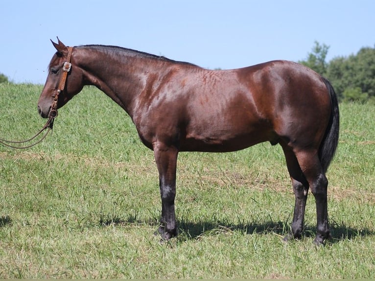 American Quarter Horse Castrone 6 Anni 155 cm Baio ciliegia in Jamestown KY