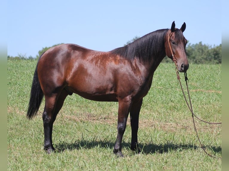 American Quarter Horse Castrone 6 Anni 155 cm Baio ciliegia in Jamestown KY