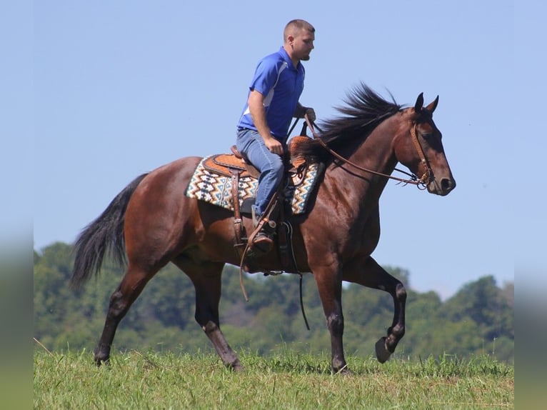 American Quarter Horse Castrone 6 Anni 155 cm Baio ciliegia in Jamestown KY